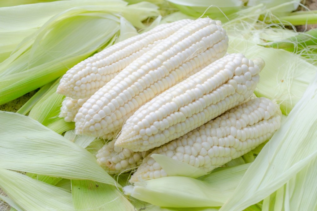 LA POLENTA BIANCO&nbsp;PERLA